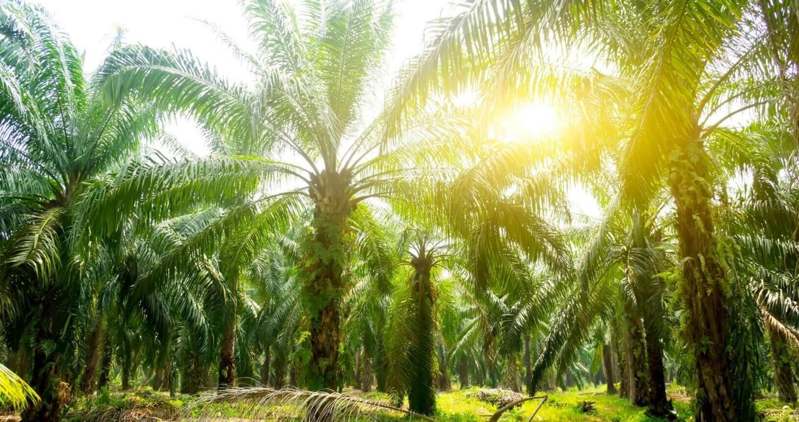 palm oil plantation